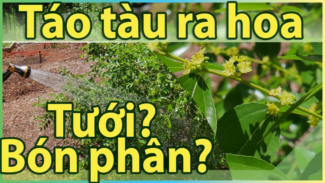 Táo tàu ra hoa: cần 1 hay 2 cây? nên tưới không? Bón phân?