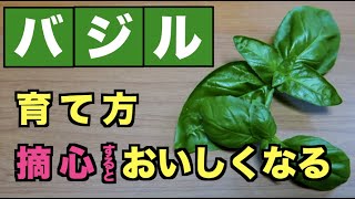 バジル たくさん収穫するには 摘心をしよう Youtube