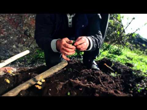 შავი არქეოლოგია