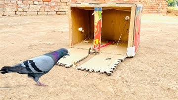 Easy Makes Quick Pigeon Trap With Cardboard Box | Double Gate Bird Trap |Amazing Catch Kabooter Trap