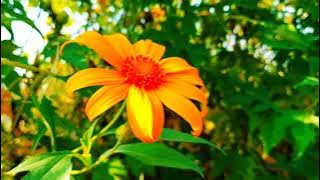 Video Pemandangan Alam | Backsound Cinematic | Story wa Pagi Hari