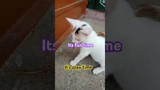 #it's fun time#it's play timecute kitten#cat lover#ytreell#trendingreel#nonfollowers#subscribe