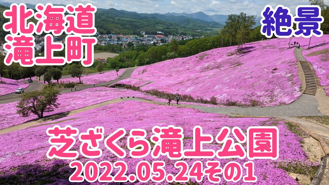 芝ざくら滝上公園 ちょうど見頃のピンクの絨毯 22 05 24その1 北海道滝上町 Youtube