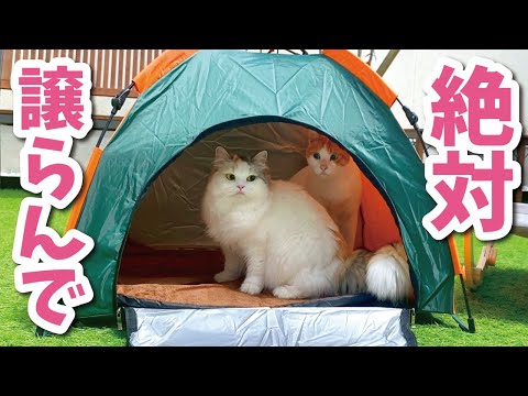 【ねこキャンプ】猫用テントを買ってあげたら奪い合いになってしまいました