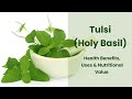 The Healing Power of Tulsi (Holy Basil): Unlocking Its Ayurvedic Secrets for Optimal Health