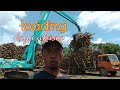 Loading acacia wood