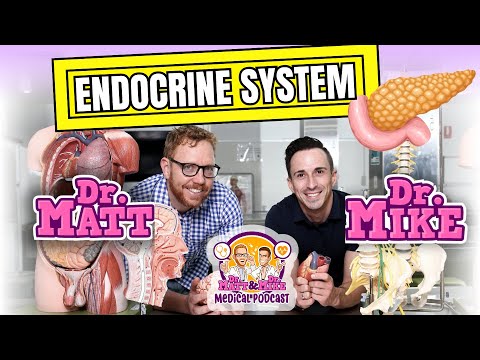 Endocrine System | Overview