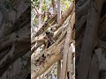 Mysterious Forest Creature Caught on Camera