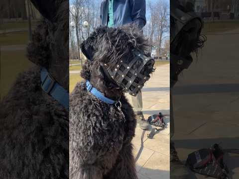 Черный русский терьер