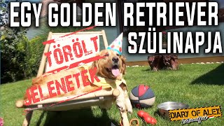 Egy #goldenretriever szüllinapja - TOROLT JELENTEK 1