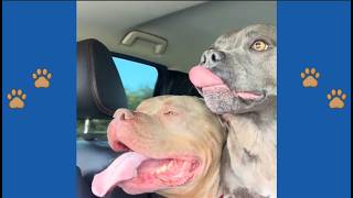 110 Lb Bully And Heartbroken Staffy Reunion They Said He Was Too Dangerous To Be Near Her