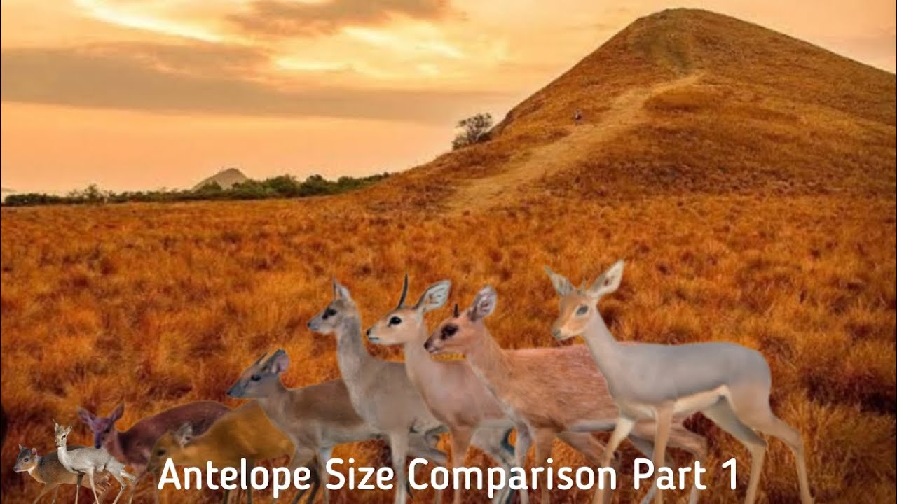 Antelope Size Comparison Part 1 YouTube