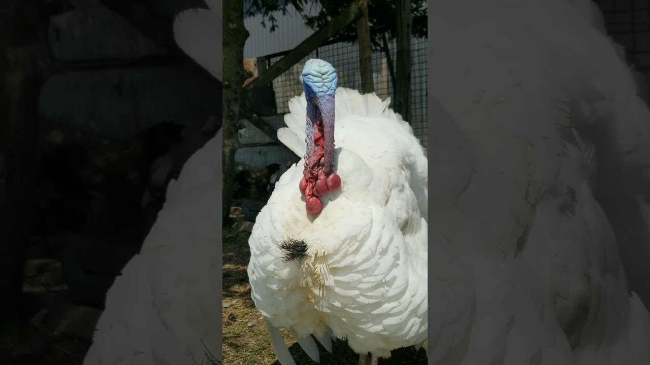 White Giant Turkey 🦃