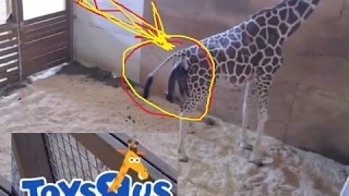 Live: Animal Adventure Park Giraffe Cam - April The Giraffe Giving Birth Today Live Stream 24\/7