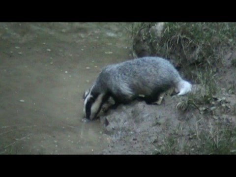 Video: Kako Izgleda Jazbec