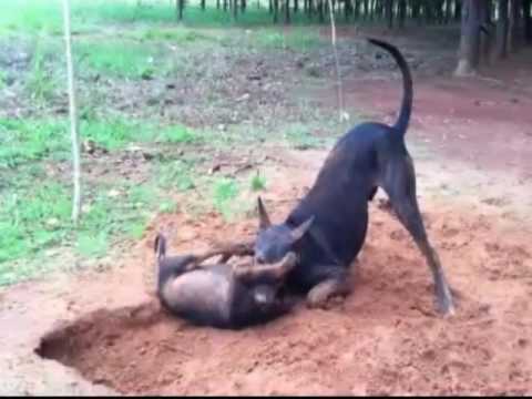 Top Fighting Dog | Big dog Vs small dog | Compilation Vines Video 2016 - YouTube