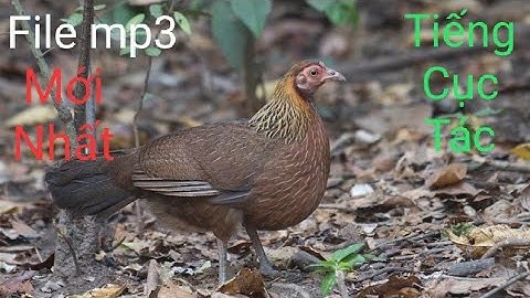 Tiếng gà mái rừng kêu cục tác mới nhất 2020