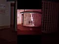 トイレの花子さんの声かな？