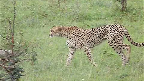 Cheetah and family