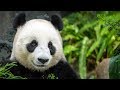 Voices and sounds of Asian animals. Part 1.