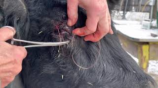 Sewing a cows eye shut Warning: Graphic by Michael Delaney 4,140 views 3 years ago 7 minutes, 2 seconds