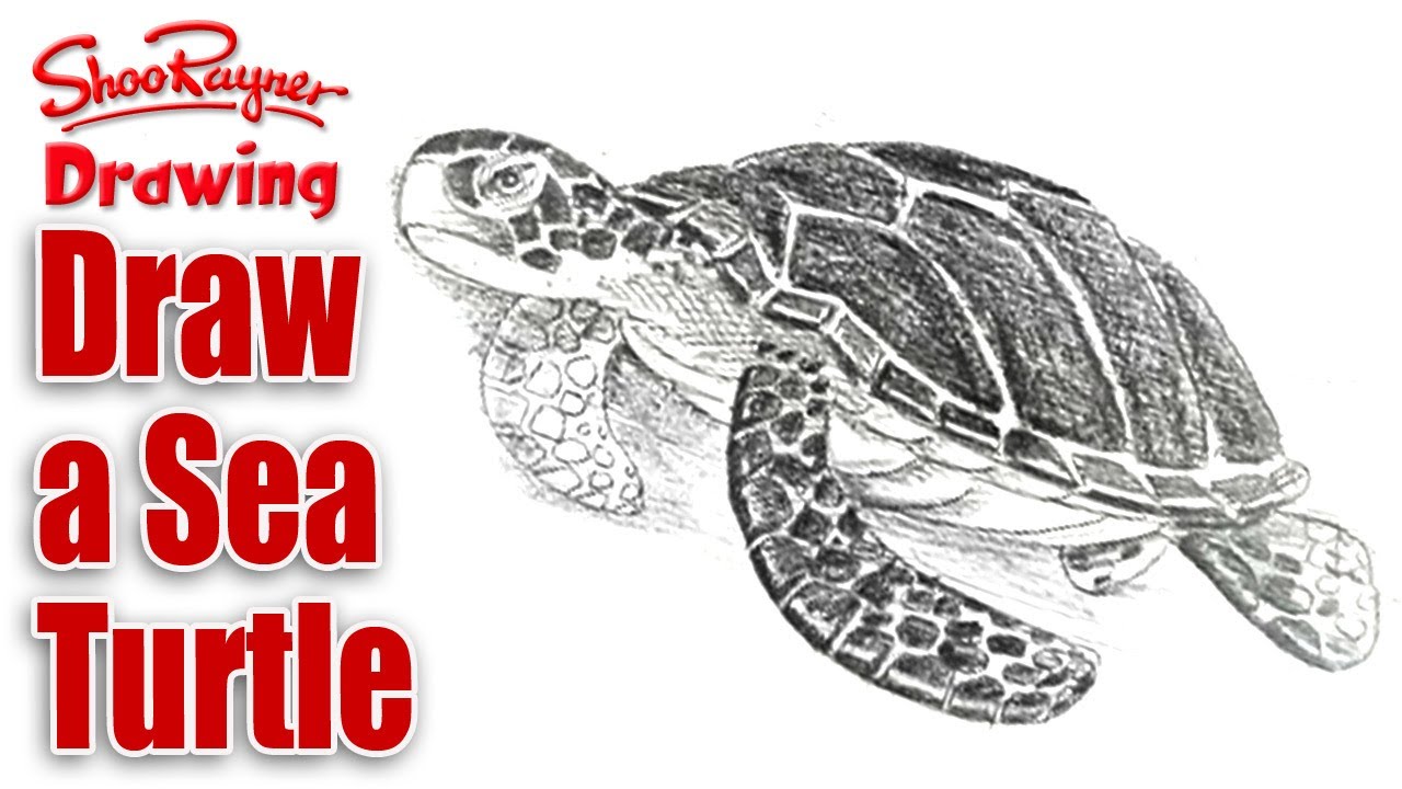 Gliding Sea Turtle - Nakamura Art - Drawings & Illustration, Animals,  Birds, & Fish, Aquatic Life, Other Aquatic Life - ArtPal