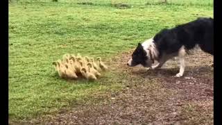 Tvmm A Border Collie Gently Guiding...