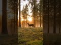 There is silence in that noise. 🦌🌳