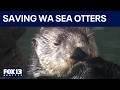 Scientists use drone to count Washington sea otters