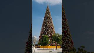 BIGGEST CHRISTMAS TREE IN DUBAI | AL SEEF | #alseefdubai  #christmas  #trending #trendingshorts