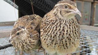 Coturnix Quail | Small Docile Meat And Egg Producers