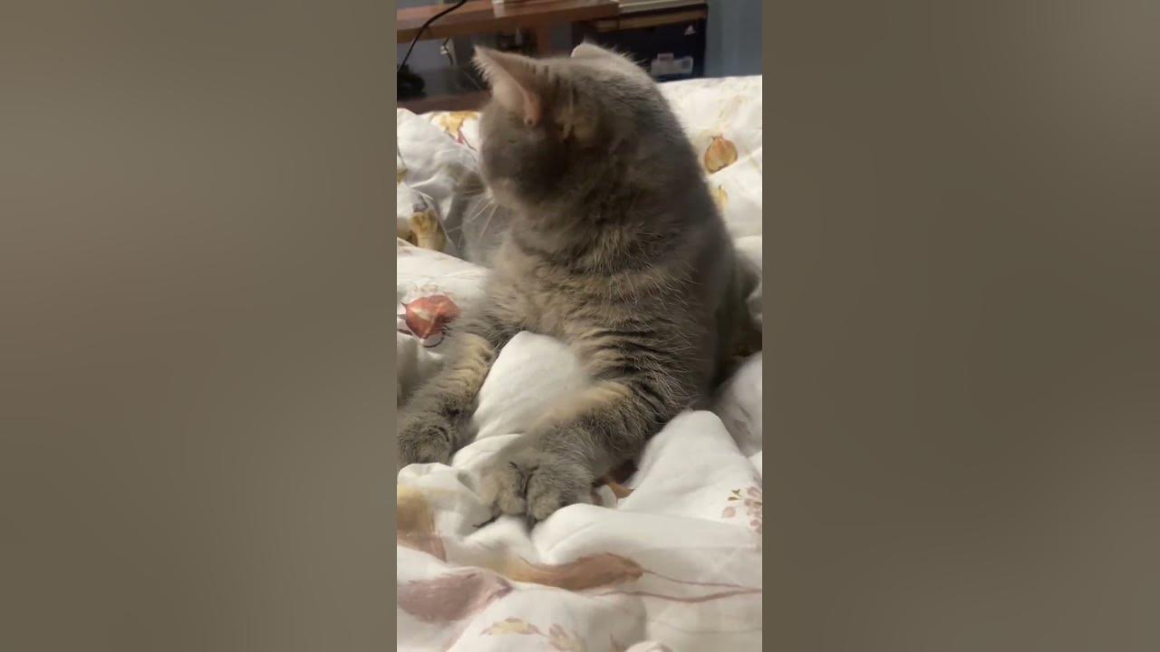 Почему котики мнут лапками?Усы и Лапки- это главные рецепторы для ...