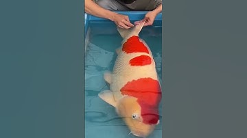 Treating scale rot in koi fish