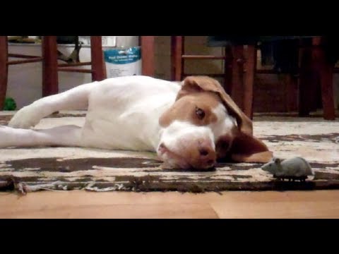 Dog Loves Toy Mouse : Cute Dog Maymo