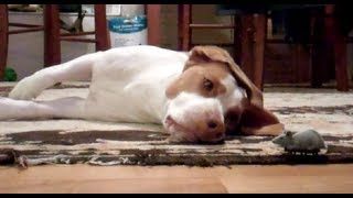 Dog Loves Toy Mouse : Cute Dog Maymo