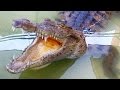 Swim with crocodiles at the Black River Safari_ Discover Jamaica _ # 7