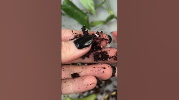 How to Identify and Fix Root Rot