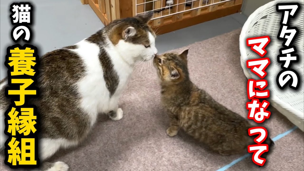 I asked to adopt a completely unrelated kitten…and the results