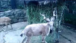 Винторогий козел. Funny animals. Зоопарк в Москве. Moscow Zoo Винторогий козел. Funny animals. Зоопарк в Москве. Moscow Zoo