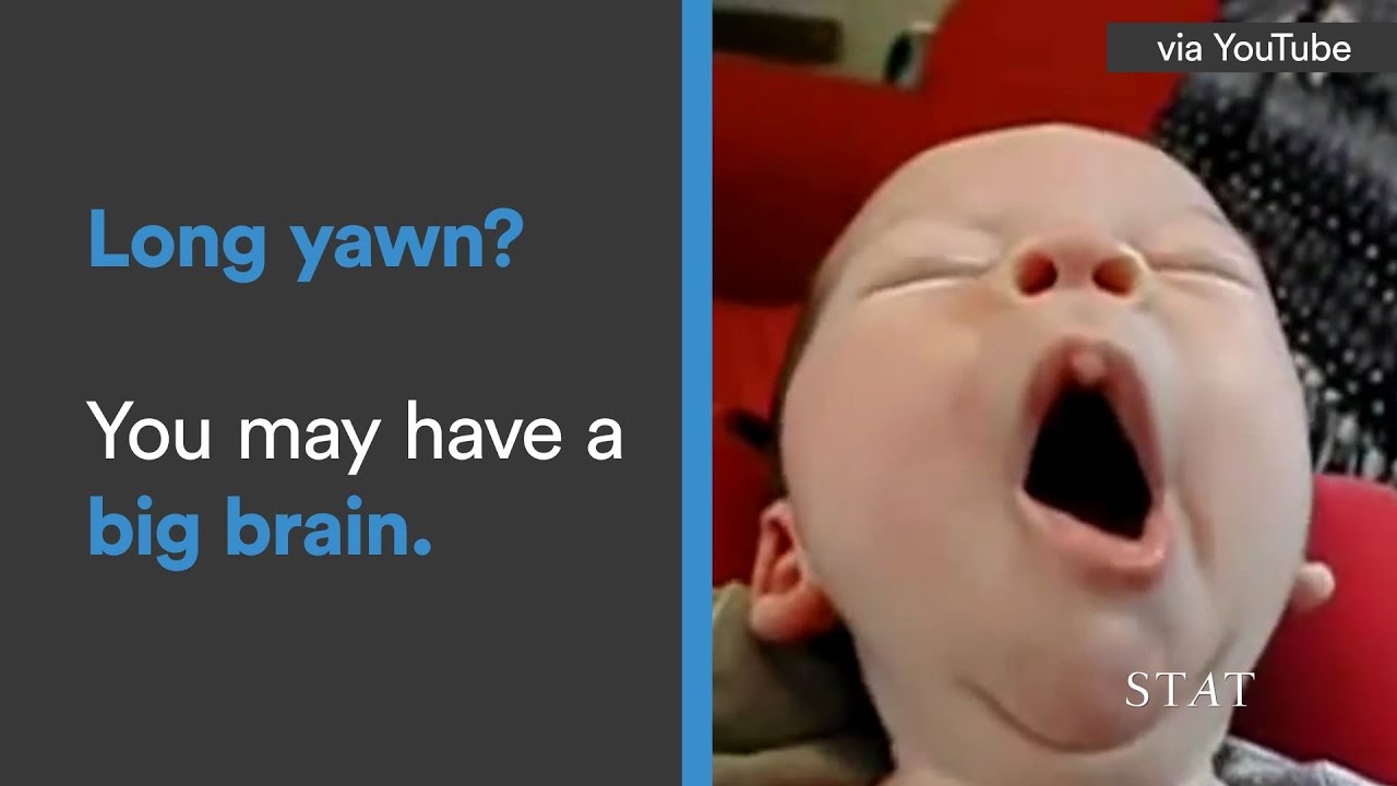 Longer yawns for bigger brains YouTube
