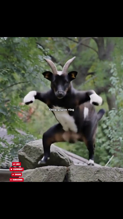 kambing juga sedang goyang nih#videoshort#animals