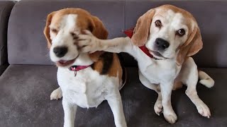 These Dogs Are Proof That True Friendship Can Overcome Anything by Charlie The Beagle 2,884 views 9 months ago 1 minute, 4 seconds