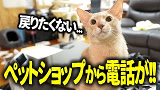 【衝撃の事実】突然ペットショップから電話が来ました....