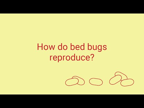 Videó: Hogyan szaporodnak az ágyi poloskák?
