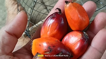 Jenis makan burung serindit burung puling tajaling || biji kelapa sawit masak