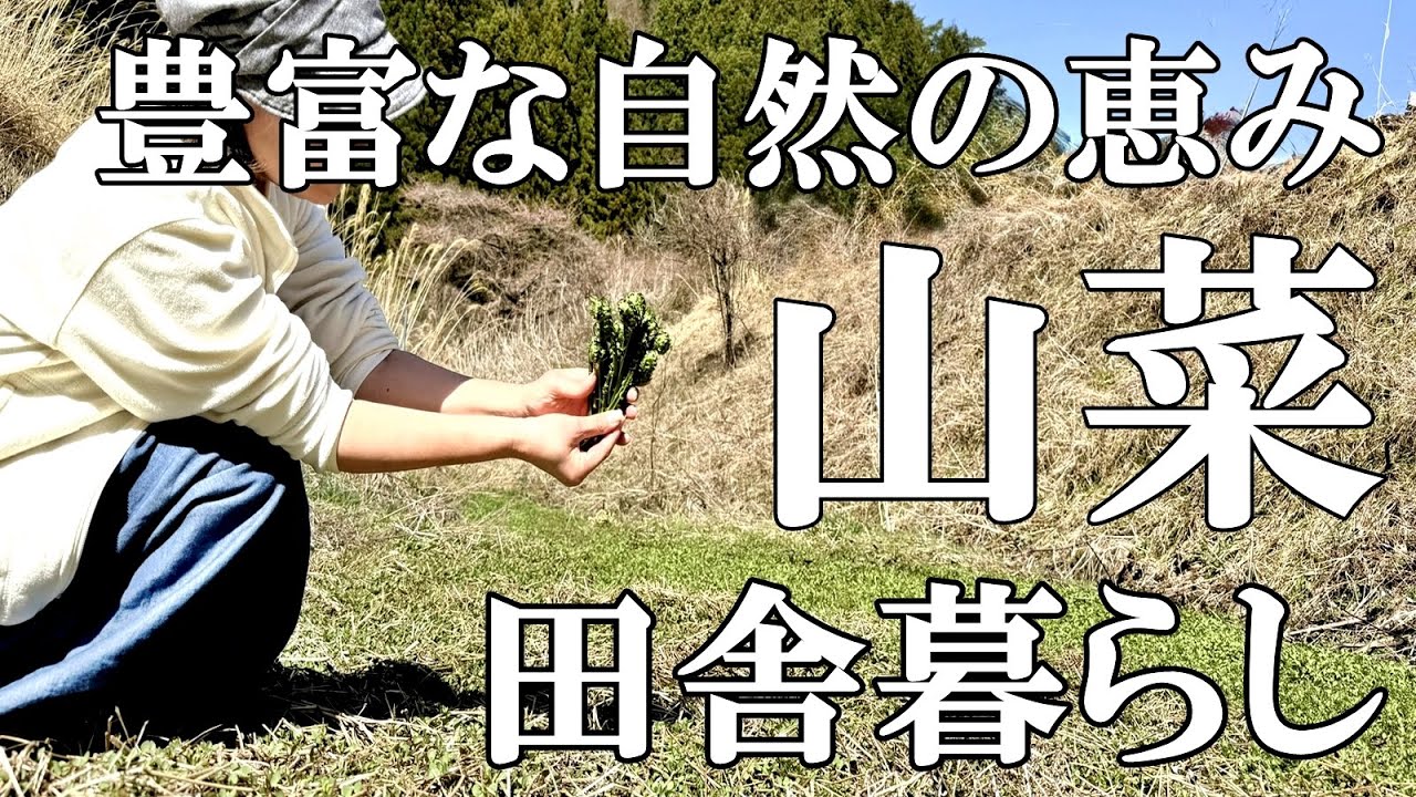 山菜採り】コゴミ セリ アサツキ クレソン ノビル エシャレット収穫