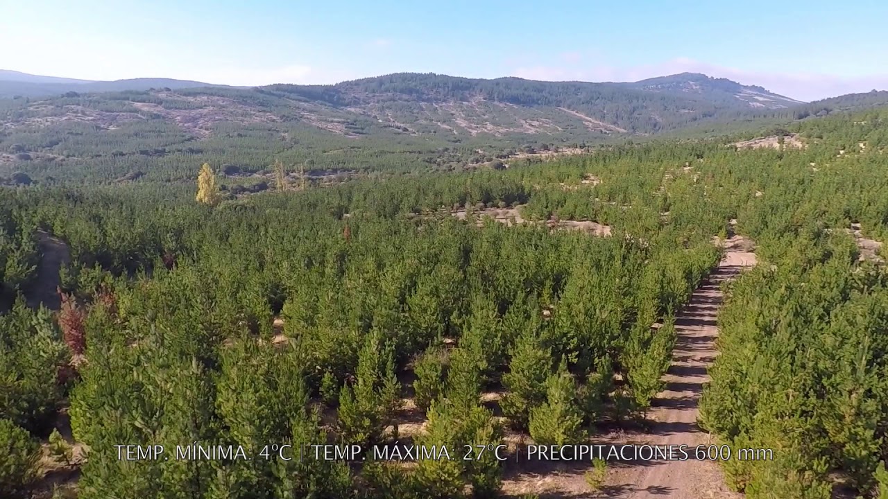 Venta de predio forestal (Región del Maule, Chile)