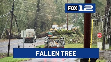 Fallen tree causes outages, road closure in West Linn