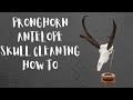 HOW TO CLEAN A PRONGHORN SKULL