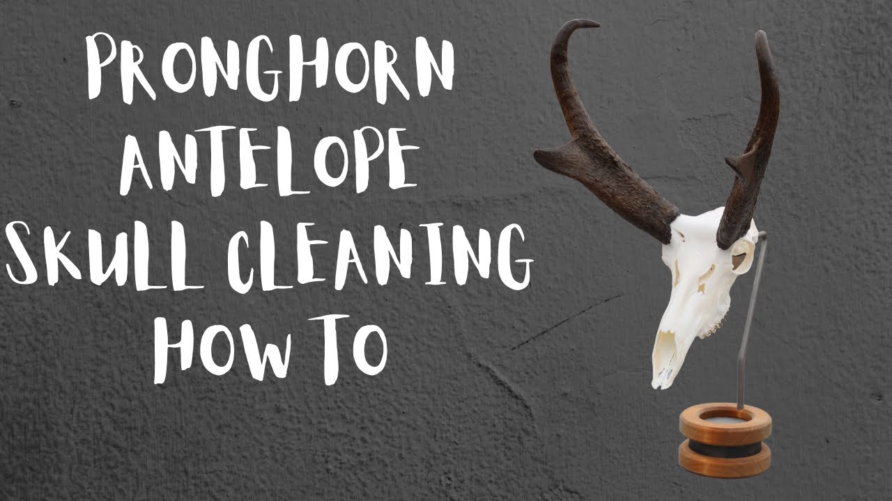 Pronghorn Antelope Skull Cleaning How To